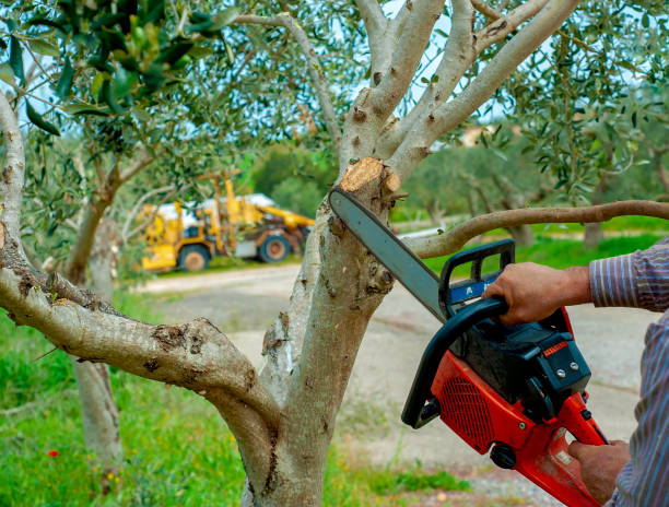 Best Tree Stump Removal  in Fife, WA